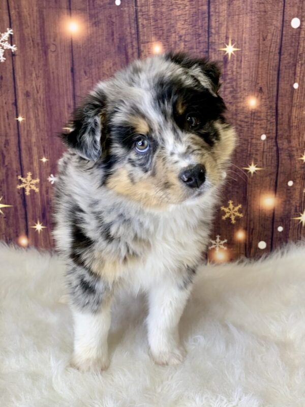 alfie2-600x800 Alfie (Male) Australian Shepherd, Standard $1499.99 (Found Loving Home)