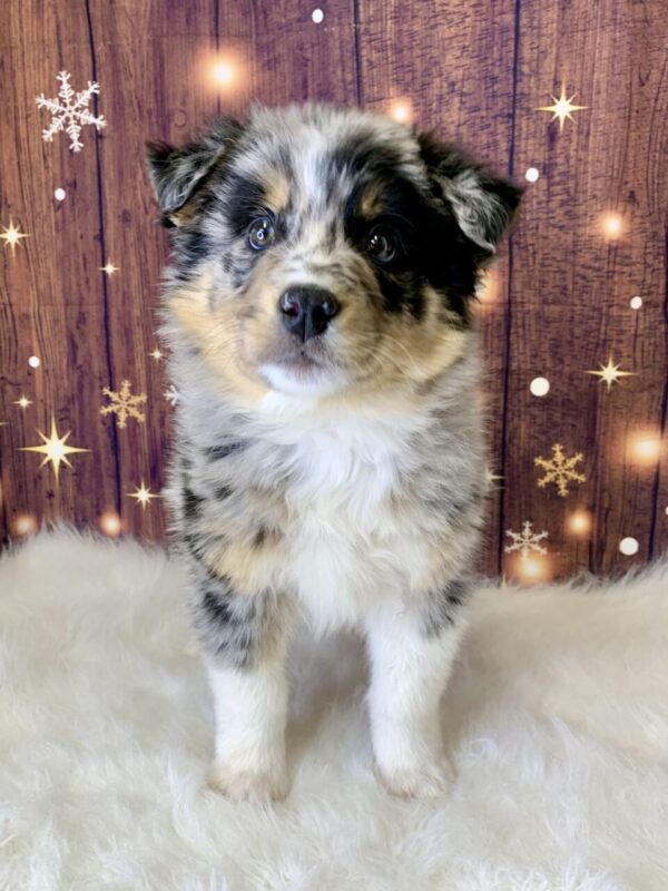 alfie3-600x800 Alfie (Male) Australian Shepherd, Standard $1499.99 (Found Loving Home)