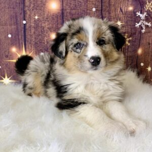 allen-300x300 Allen (Male) Australian Shepherd, Standard $1499.99 (Found Loving Home)