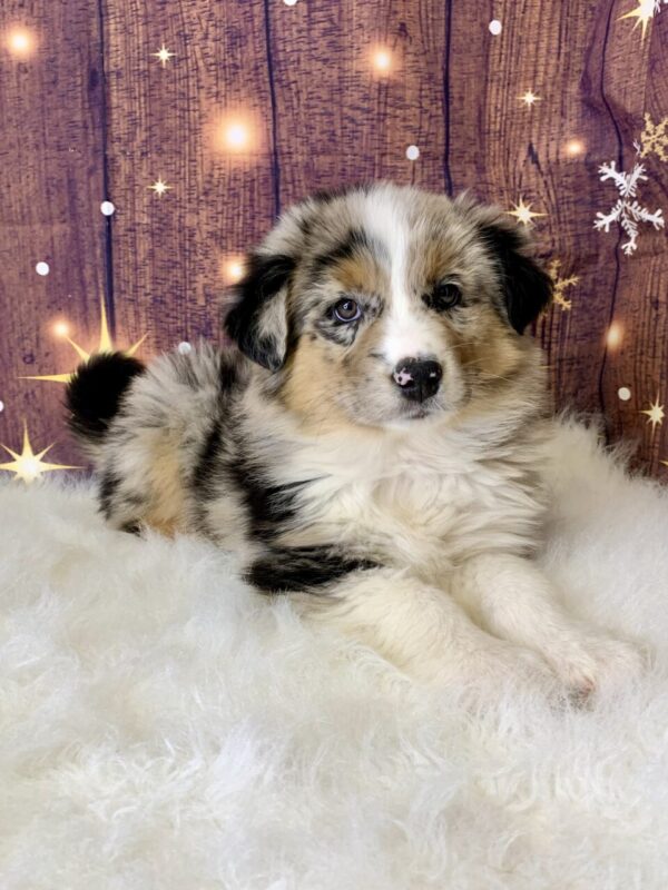 allen-600x800 Allen (Male) Australian Shepherd, Standard $1499.99 (Found Loving Home)