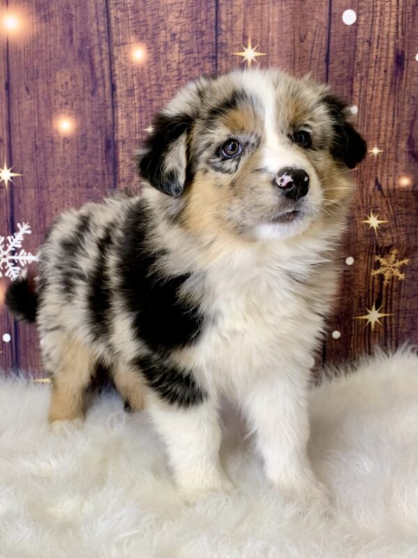 allen1-600x800 Allen (Male) Australian Shepherd, Standard $1499.99 (Found Loving Home)