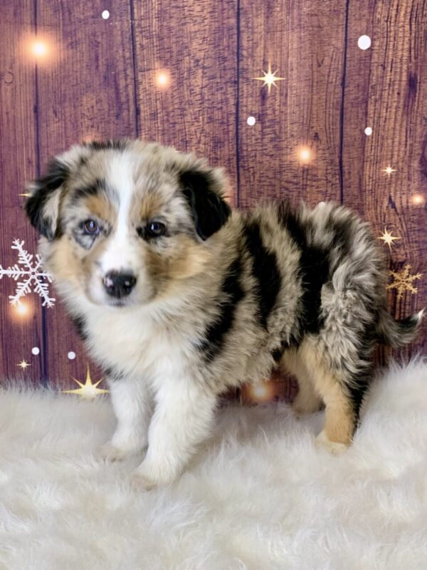 allen2-600x800 Allen (Male) Australian Shepherd, Standard $1499.99 (Found Loving Home)