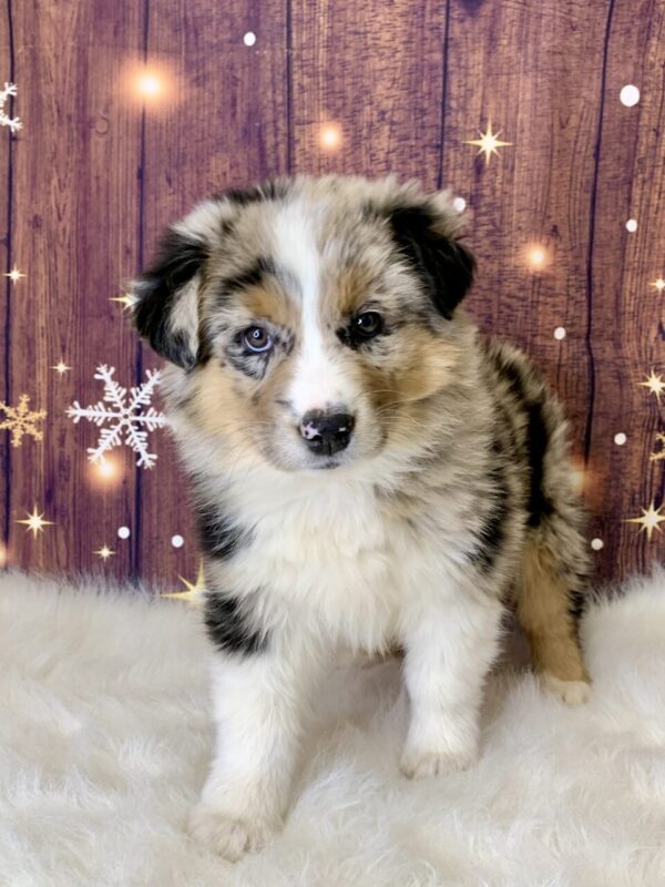 allen3-600x800 Allen (Male) Australian Shepherd, Standard $1499.99 (Found Loving Home)