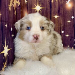 ally-300x300 Ally (Female) Australian Shepherd $1999.99 (Found Loving Home)