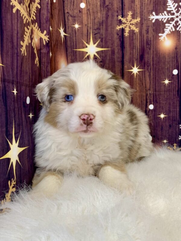 ally-600x800 Ally (Female) Australian Shepherd $1999.99 (Found Loving Home)