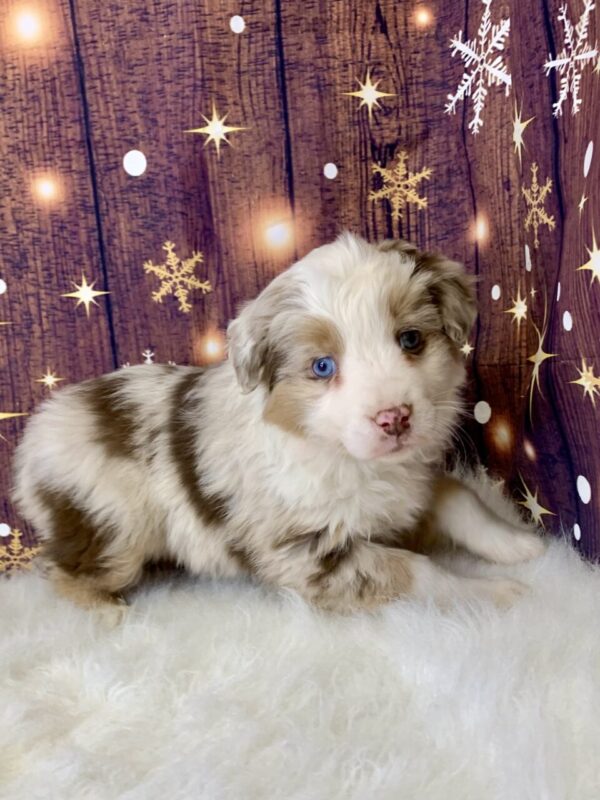 ally1-600x800 Ally (Female) Australian Shepherd $1999.99 (Found Loving Home)