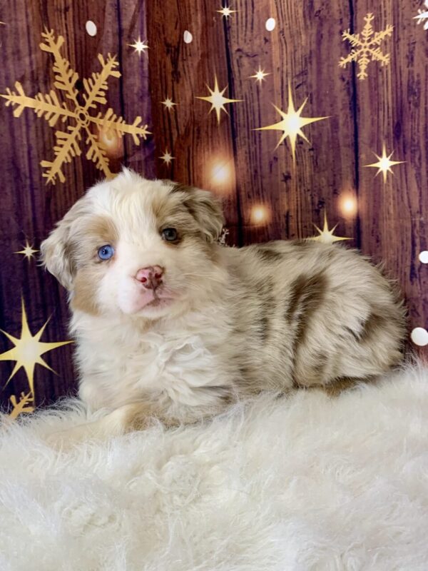 ally2-600x800 Ally (Female) Australian Shepherd $1999.99 (Found Loving Home)