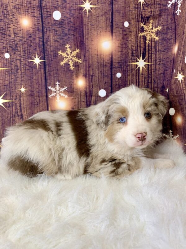 ally3-600x800 Ally (Female) Australian Shepherd $1999.99 (Found Loving Home)