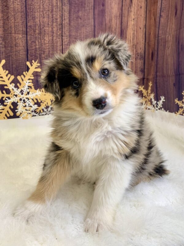 amber-600x800 Amber (Female) Australian Shepherd, Standard $1899.99 (Found Loving Home)