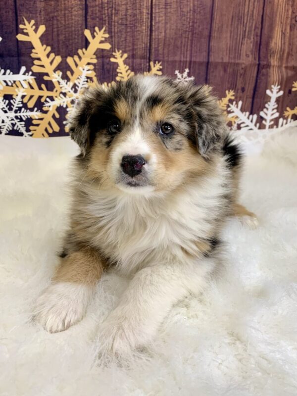 amber1-600x800 Amber (Female) Australian Shepherd, Standard $1899.99 (Found Loving Home)