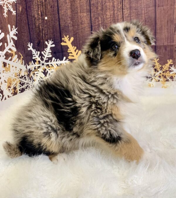 amber2-600x675 Amber (Female) Australian Shepherd, Standard $1899.99 (Found Loving Home)