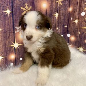 annie-300x300 Annie (Female) Australian Shepherd $1499.99 (Found Loving Home)