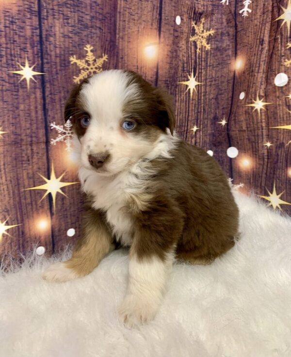 annie-600x737 Annie (Female) Australian Shepherd $1499.99 (Found Loving Home)