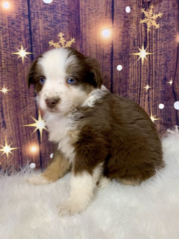 annie1-600x800 Annie (Female) Australian Shepherd $1499.99 (Found Loving Home)