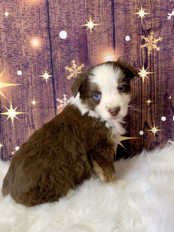 annie2-600x800 Annie (Female) Australian Shepherd $1499.99 (Found Loving Home)
