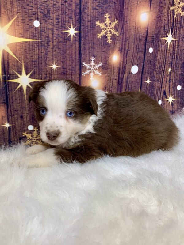 annie3-600x800 Annie (Female) Australian Shepherd $1499.99 (Found Loving Home)