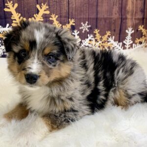 arturo-300x300 Arturo (Male) Australian Shepherd, Standard $1899.99 (Found Loving Home)