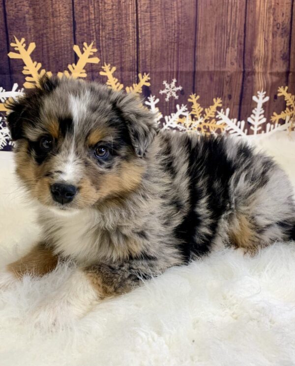 arturo-600x746 Arturo (Male) Australian Shepherd, Standard $1899.99 (Found Loving Home)