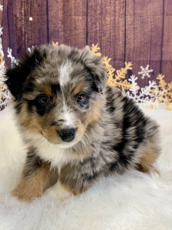 arturo2-600x800 Arturo (Male) Australian Shepherd, Standard $1899.99 (Found Loving Home)