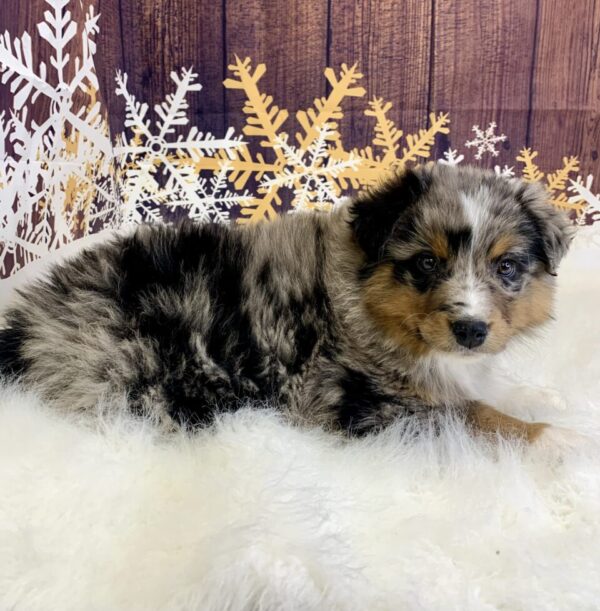 arturo3-600x611 Arturo (Male) Australian Shepherd, Standard $1899.99 (Found Loving Home)