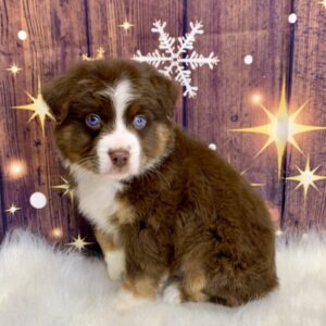 austin-300x300 Austin (Male) Australian Shepherd $1899.99 (Found Loving Home)