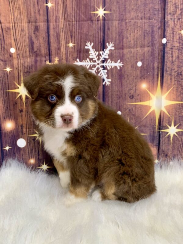 austin-600x800 Austin (Male) Australian Shepherd $1899.99 (Found Loving Home)