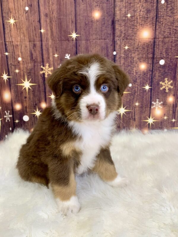 austin1-600x800 Austin (Male) Australian Shepherd $1899.99 (Found Loving Home)