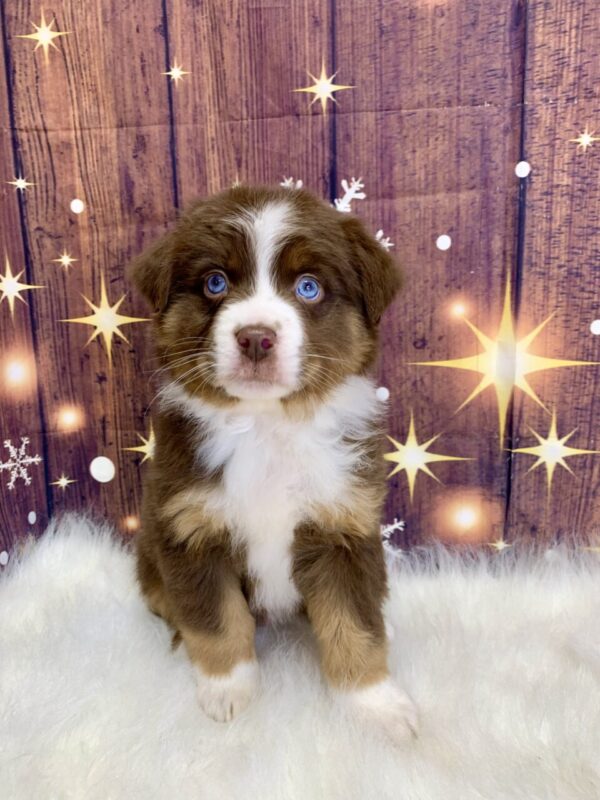 austin2-600x800 Austin (Male) Australian Shepherd $1899.99 (Found Loving Home)