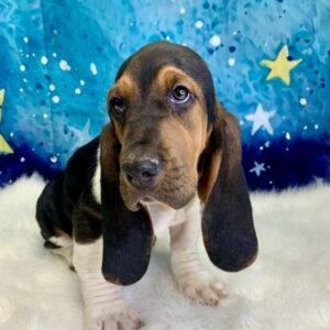 barron-300x300 Baron (Male) Bassett Hound $1899.99 (Found Loving Home)