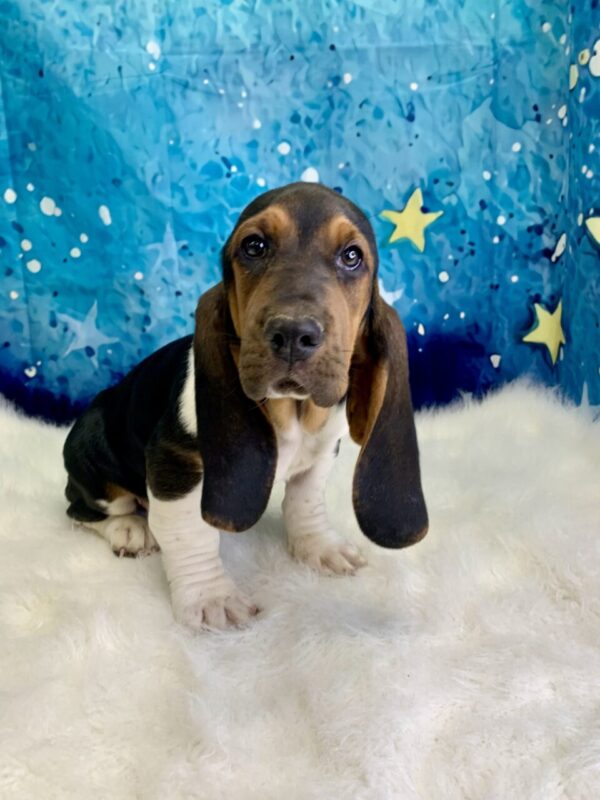 barron1-600x800 Baron (Male) Bassett Hound $1899.99 (Found Loving Home)