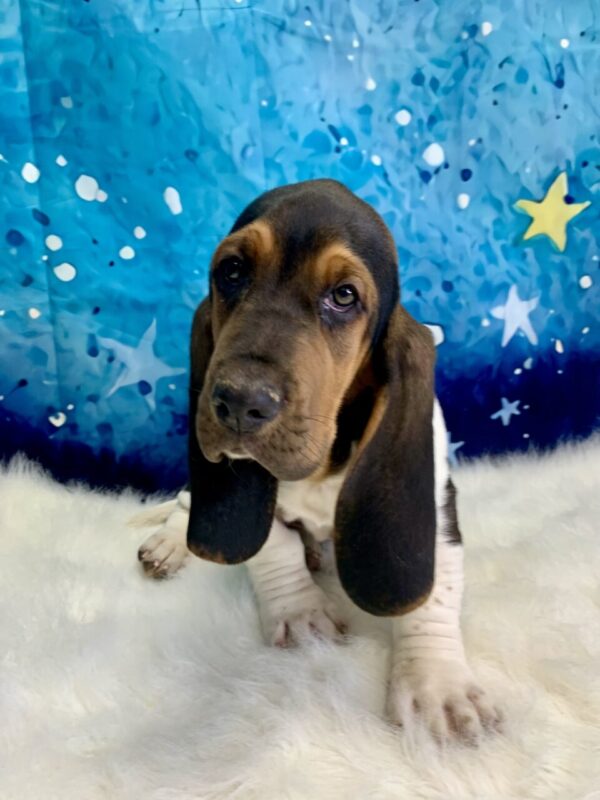 barron2-600x800 Baron (Male) Bassett Hound $1899.99 (Found Loving Home)