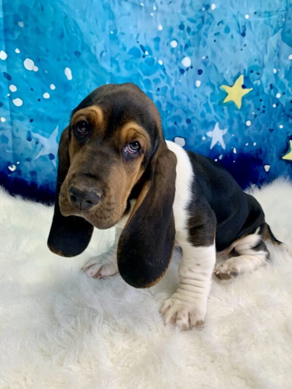 barron3-600x800 Baron (Male) Bassett Hound $1899.99 (Found Loving Home)