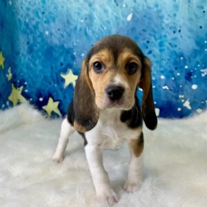benny-300x300 Benny (Male) Beagle $1499.99 (Found Loving Home)