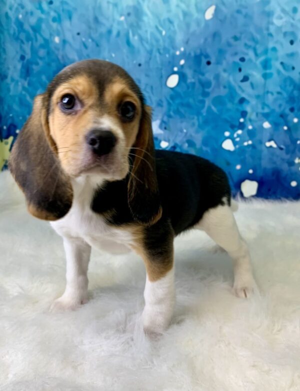 benny1-600x781 Benny (Male) Beagle $1499.99 (Found Loving Home)