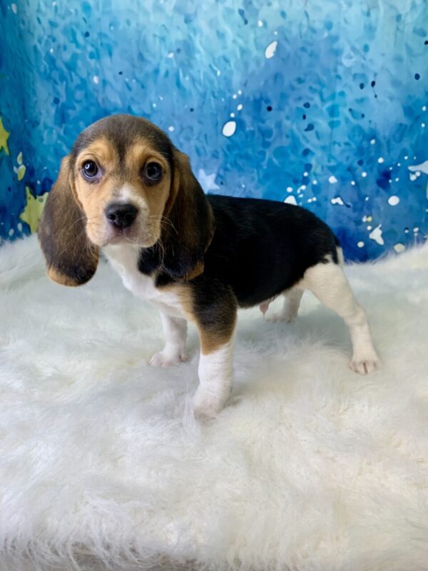 benny2-600x800 Benny (Male) Beagle $1499.99 (Found Loving Home)