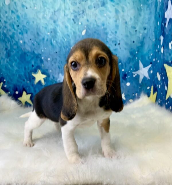 benny3-600x644 Benny (Male) Beagle $1499.99 (Found Loving Home)