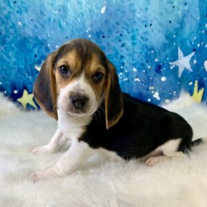 bobby-300x300 Bobby (Male) Beagle $1799.99 (Found Loving Home)