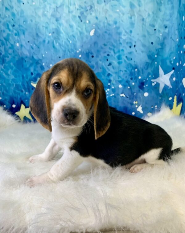 bobby-600x753 Bobby (Male) Beagle $1799.99 (Found Loving Home)