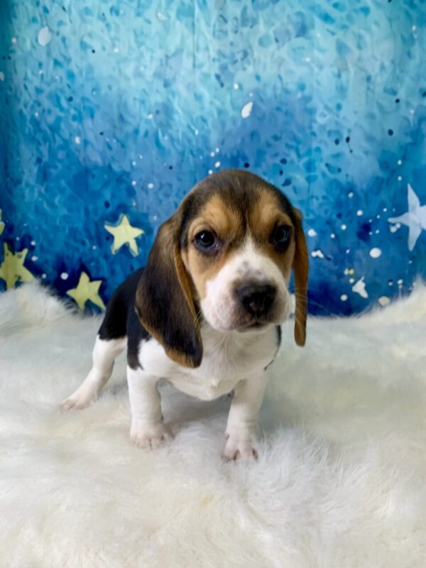 bobby1-600x800 Bobby (Male) Beagle $1799.99 (Found Loving Home)