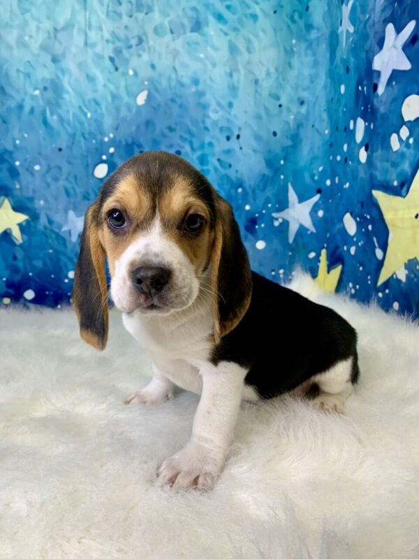 bobby2-600x800 Bobby (Male) Beagle $1799.99 (Found Loving Home)