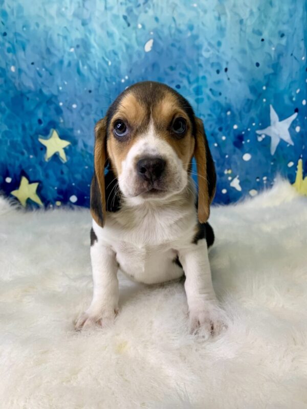 bobby3-600x800 Bobby (Male) Beagle $1799.99 (Found Loving Home)