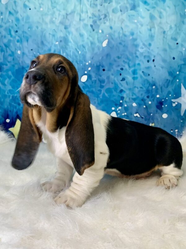 buddy-600x800 Buddy (Male) Bassett Hound $1899.99 (Found Loving Home)