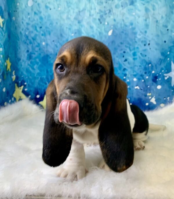 buddy1-600x688 Buddy (Male) Bassett Hound $1899.99 (Found Loving Home)