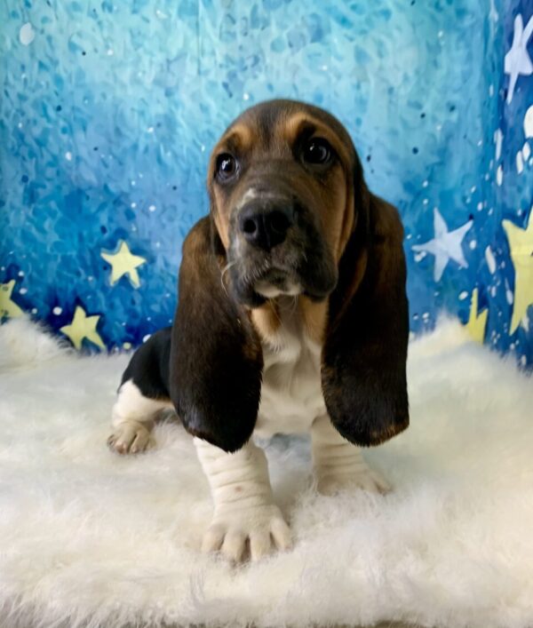buddy2-600x707 Buddy (Male) Bassett Hound $1899.99 (Found Loving Home)