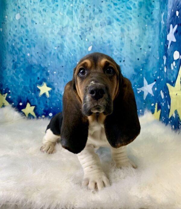 buddy3-600x692 Buddy (Male) Bassett Hound $1899.99 (Found Loving Home)