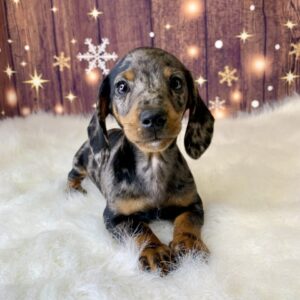 danny-300x300 Danny (Male) Dachshund, Mini $2199.99 (Found Loving Home)