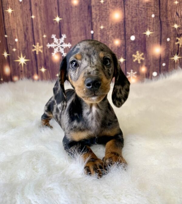 danny-600x674 Danny (Male) Dachshund, Mini $2199.99 (Found Loving Home)