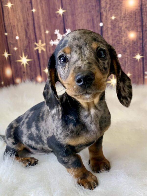 danny1-600x800 Danny (Male) Dachshund, Mini $2199.99 (Found Loving Home)