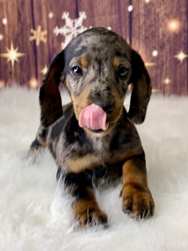 danny4-600x800 Danny (Male) Dachshund, Mini $2199.99 (Found Loving Home)