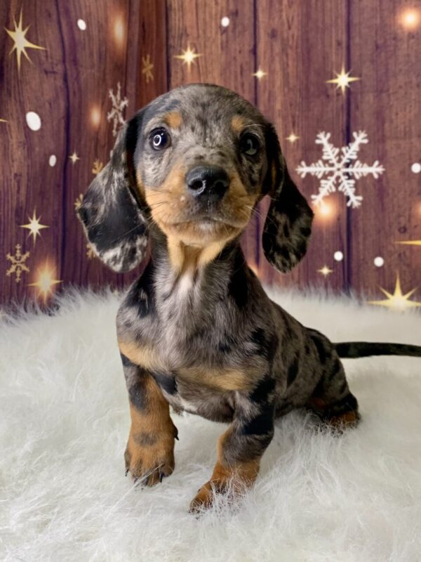 danny5-600x800 Danny (Male) Dachshund, Mini $2199.99 (Found Loving Home)